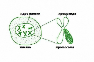 Uloga kromatida u procesu stanične divizije Uloga kromatida u procesu stanične divizije